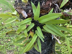 Pyrrosia lingua