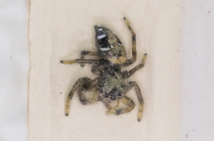 Paraphidippus basalis