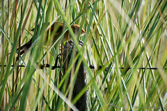 Spartonoica maluroides