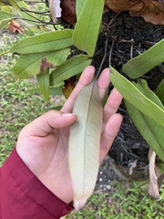 Pyrrosia lingua