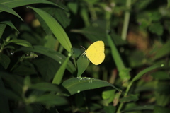 Eurema hecabe