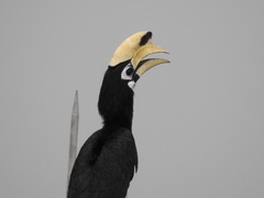 Anthracoceros albirostris