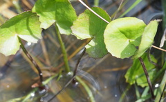 Centella cordifolia