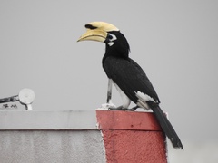 Anthracoceros albirostris