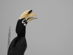 Anthracoceros albirostris