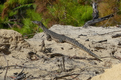 Varanus gouldii