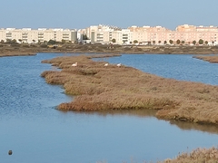 Phoenicopterus roseus