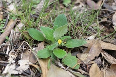 Cymbonotus lawsonianus