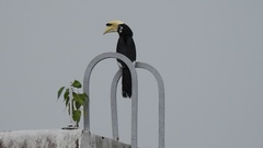 Anthracoceros albirostris