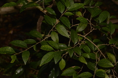 Cleistanthus cunninghamii