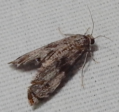 Petrophila schaefferalis