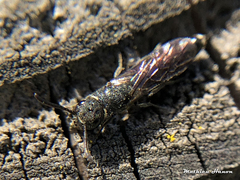 Sapygina decemguttata