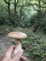 Boletus