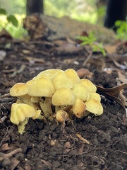 Tricholomataceae