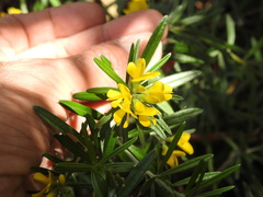 Genista linifolia