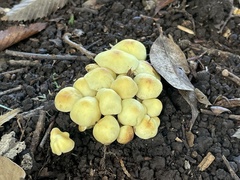 Tricholomataceae