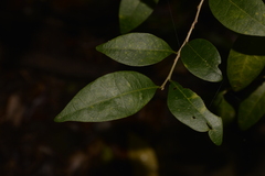 Cleistanthus cunninghamii