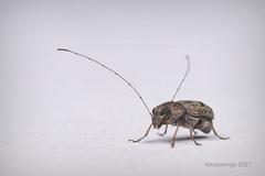 Anthribidae
