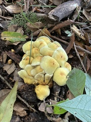 Tricholomataceae