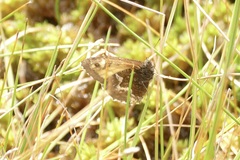 Hipparchia miguelensis