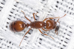 Solenopsis amblychila