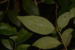 Cleistanthus cunninghamii
