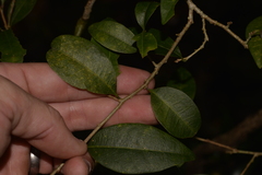 Cleistanthus cunninghamii