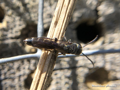 Sapygina decemguttata