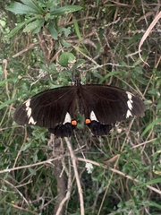 Papilio aegeus