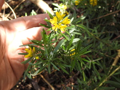 Genista linifolia