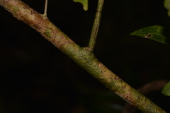 Cleistanthus cunninghamii