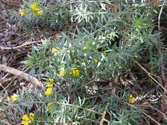 Genista linifolia