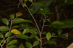 Cleistanthus cunninghamii