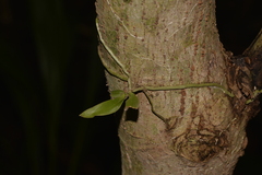 Sarcochilus falcatus