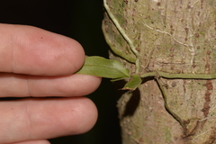 Sarcochilus falcatus