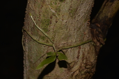 Sarcochilus falcatus