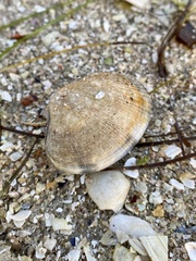 Ruditapes decussatus