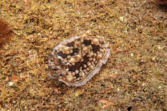 Dendrodoris krusensternii