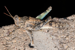 Cibolacris parviceps