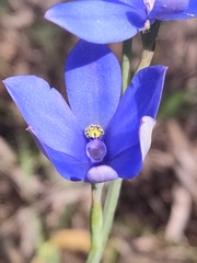 Thelymitra crinita