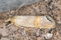 Euchromius californicalis