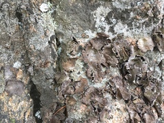 Lasallia pensylvanica