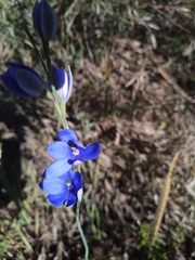 Thelymitra crinita