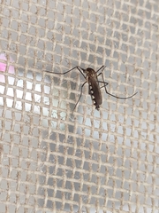 Armigeres subalbatus