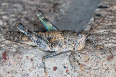 Cibolacris parviceps