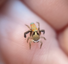Maratus pavonis