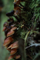 Marasmiineae