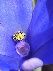 Thelymitra crinita