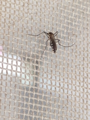 Armigeres subalbatus