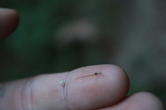 Marasmiineae